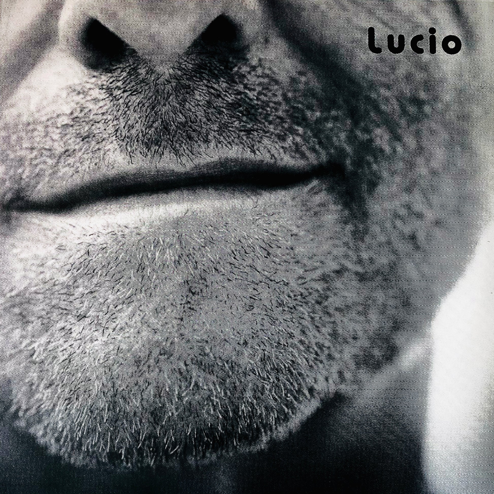 LUCIO DALLA - Lucio - Vinile/Pop – The Hamster's Howl